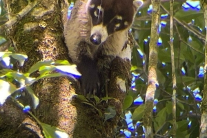 Sengångare och choklad i Bijagua regnskog med lunch
