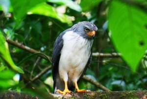 Sengångare och choklad i Bijagua regnskog med lunch