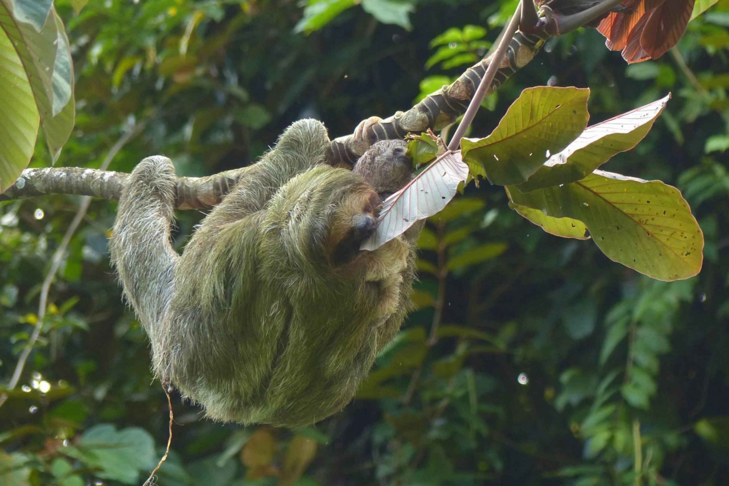Sloth Watching Tour i Rio Celeste Costa Rica