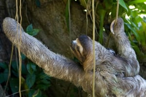 Sloth Watching Tour In Rio Celeste Costa Rica