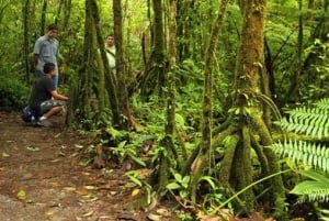 Vandring i liten grupp i Blue River och Tenorio Volcano National Park