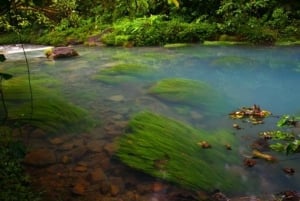 Vandretur i en lille gruppe i Blue River og Tenorio Volcano National Park