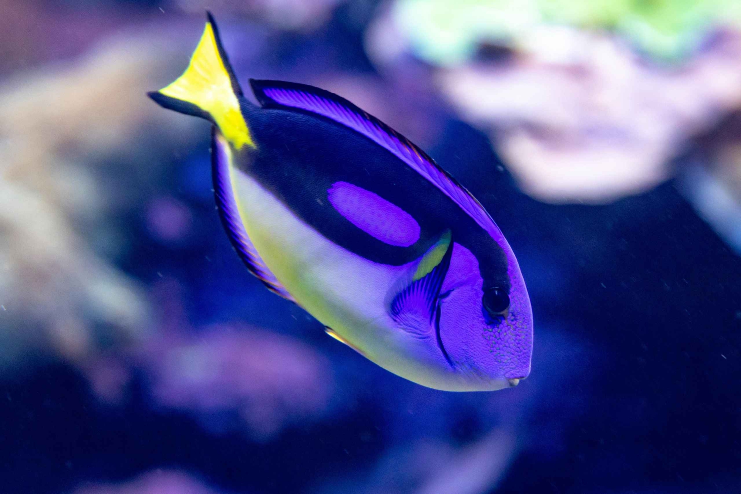 SNORKEL MANZANILLO - 2 ore con frutta fresca + noci di cocco