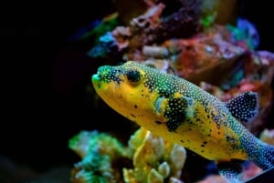 SNORKEL MANZANILLO（スノーケル・マンサニロ） - フレッシュフルーツとココナッツで2時間