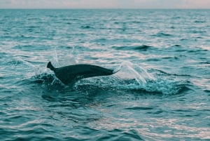 SNORKEL MANZANILLO（スノーケル・マンサニロ） - フレッシュフルーツとココナッツで2時間