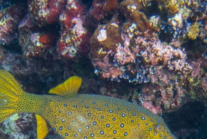 SNORKEL MANZANILLO - 2 ore con frutta fresca + noci di cocco
