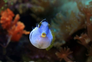 SNORKEL MANZANILLO - 2 ore con frutta fresca + noci di cocco