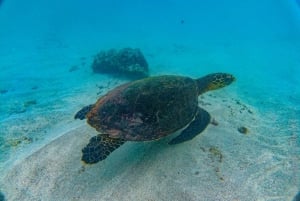 Snorkeling at Caño Island