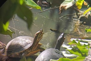 Snorkeling +Guided Hike at Cahuita National Park