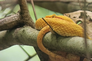 Snorkling + guidet vandretur i Cahuita National Park