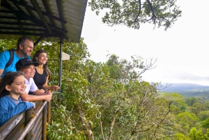 Spa or Jaguar Luxury Rainforest Experiences with Lunch