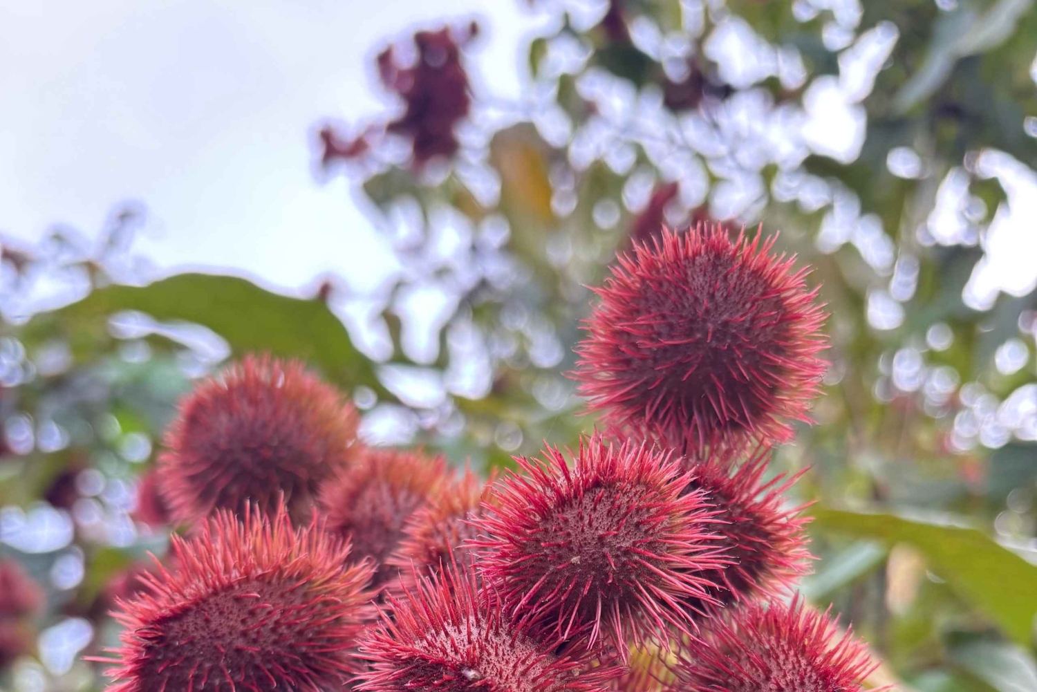 Tour de especias con Dayana en Francés: Villanueva, Quepos