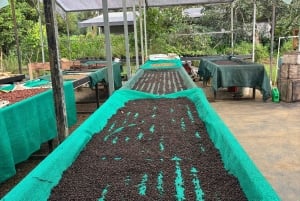 Tour de especias con Dayana en Francés: Villanueva, Quepos