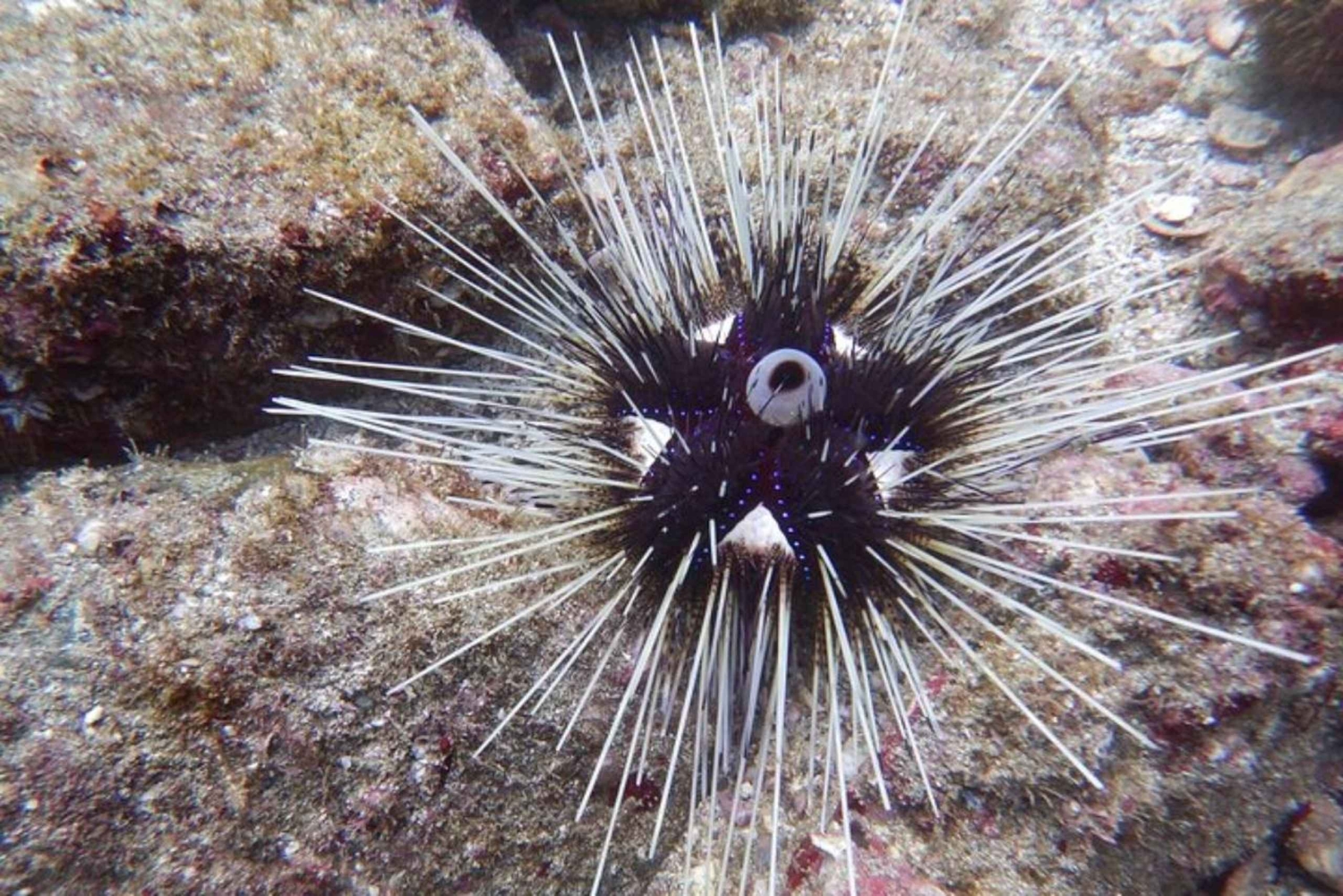 Tamarindo: Catalina Island dykkertur for certificerede dykkere