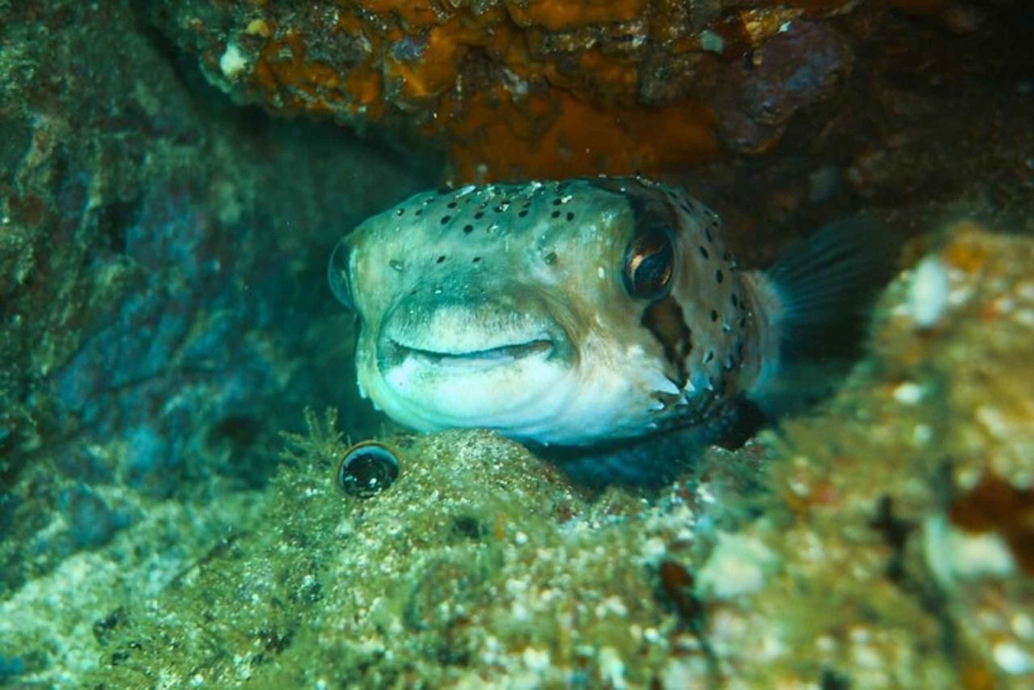 Tamarindo: Catalina Island dykkertur for certificerede dykkere