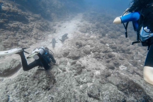 Tamarindo: Catalina Island dykkertur for certificerede dykkere