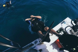 Tamarindo: Catalina Island dykkertur for certificerede dykkere