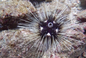 Tamarindo: Catalina Island dykkertur for certificerede dykkere