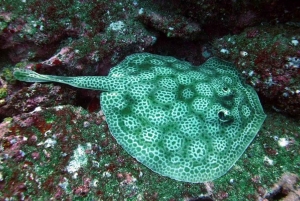 Tamarindo: Catalina Island dykkertur for certificerede dykkere