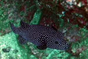 Tamarindo: Catalina Island dykkertur for certificerede dykkere