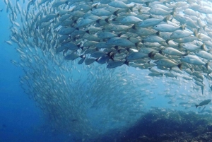 Tamarindo: Catalina Island dykkertur for certificerede dykkere