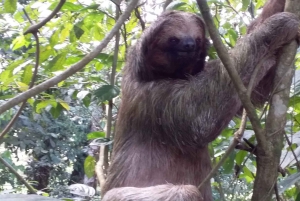 Tamarindo: Celeste-joki ja Llanos de Cortezin vesiputous