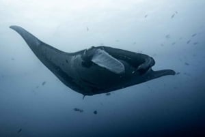 Tamarindo: Discover Scuba Diving at Catalina Islands
