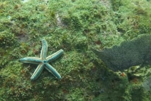 Tamarindo: Discover Scuba Diving at Catalina Islands