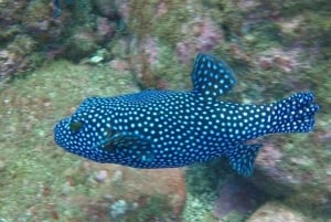Tamarindo: Discover Scuba Diving at Catalina Islands