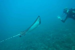 Tamarindo: Discover Scuba Diving at Catalina Islands
