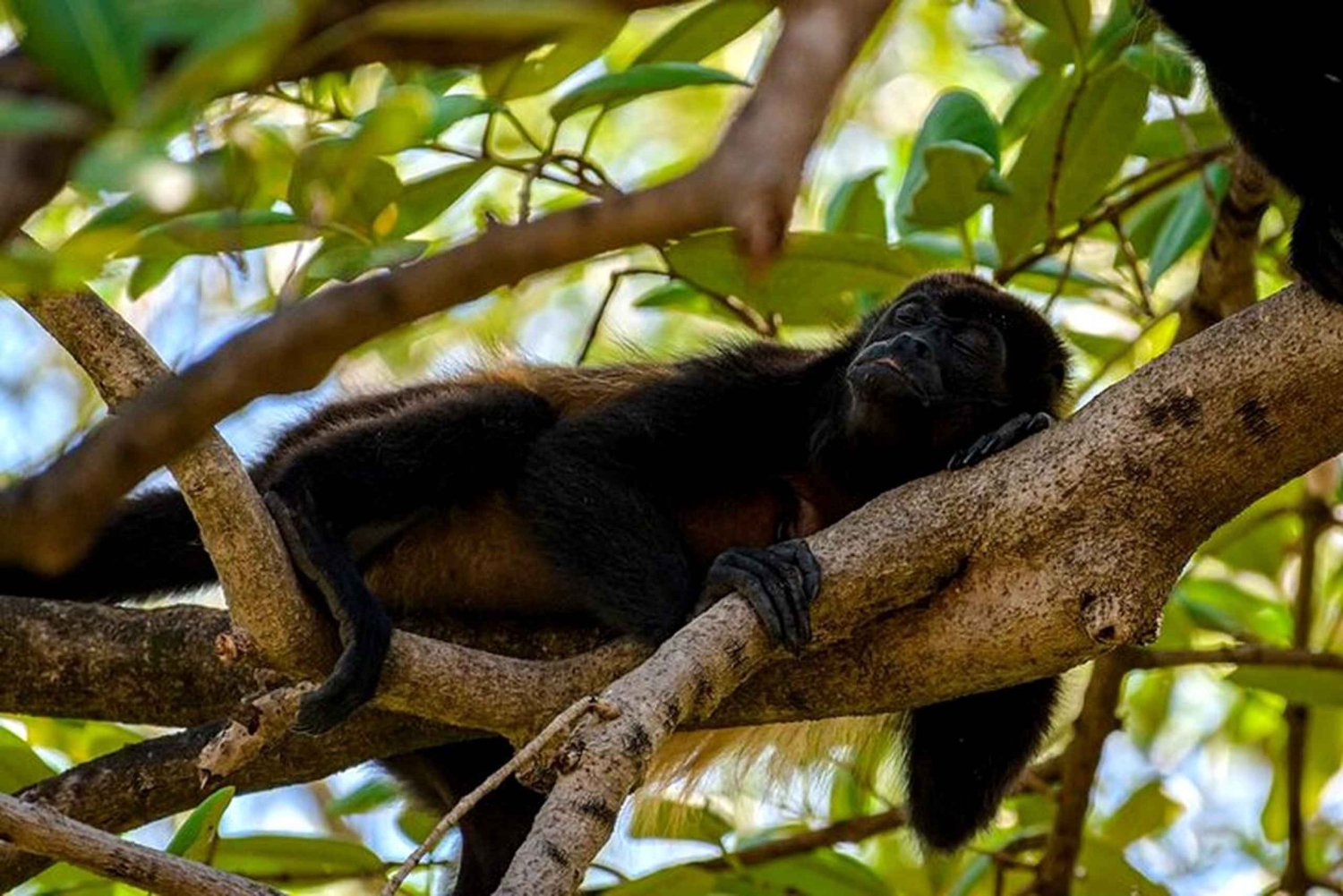 Tamarindo: rejs łodzią po ujściu rzeki