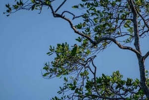 Tamarindo: rejs łodzią po ujściu rzeki