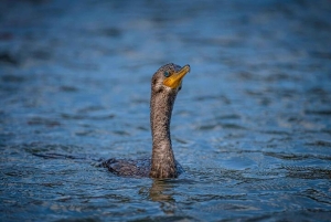 Tamarindo: rejs łodzią po ujściu rzeki