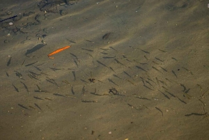 Tamarindo: rejs łodzią po ujściu rzeki