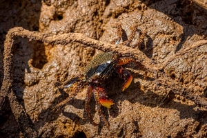 Tamarindo: rejs łodzią po ujściu rzeki