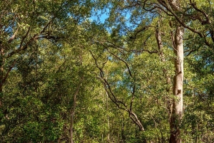 Tamarindo: rejs łodzią po ujściu rzeki