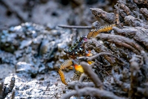 Tamarindo: rejs łodzią po ujściu rzeki