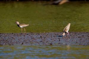 Tamarindo: rejs łodzią po ujściu rzeki