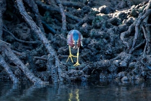 Tamarindo: rejs łodzią po ujściu rzeki