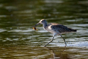 Tamarindo: rejs łodzią po ujściu rzeki
