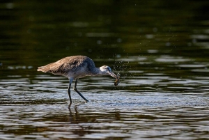 Tamarindo: rejs łodzią po ujściu rzeki