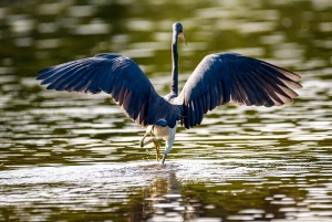 Tamarindo: rejs łodzią po ujściu rzeki