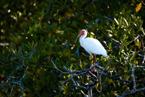 Tamarindo: rejs łodzią po ujściu rzeki