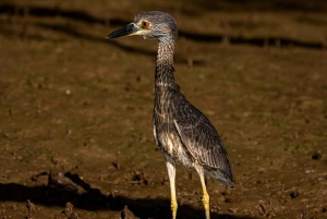 Tamarindo: rejs łodzią po ujściu rzeki