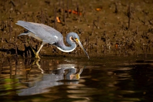 Tamarindo: rejs łodzią po ujściu rzeki