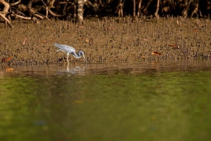 Tamarindo: rejs łodzią po ujściu rzeki