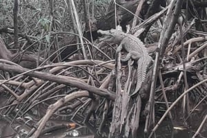 Estero de Tamarindo: esplora in barca o kayak - scegli il tuo tour!