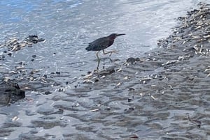 Estero de Tamarindo : Explorez en bateau ou en kayak - Veuillez choisir votre excursion !
