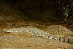 Tamarindo: Tamarindo Estuary Boat Tour with Naturalist Guide