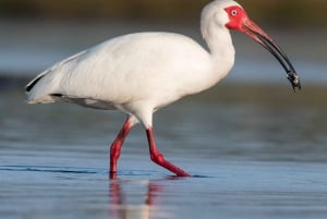 Tamarindo: Tamarindo Estuary Boat Tour with Naturalist Guide